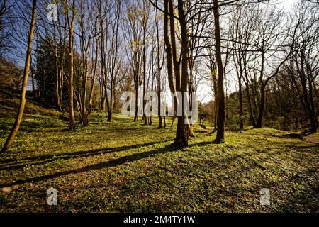 Bois géré au parc Moss Valley, Brynteg, Wrexham, pays de Galles du Nord, Royaume-Uni Banque D'Images