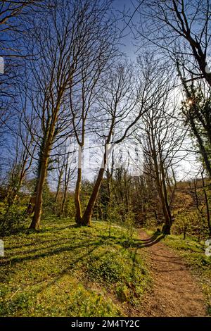 Bois géré au parc Moss Valley, Brynteg, Wrexham, pays de Galles du Nord, Royaume-Uni Banque D'Images