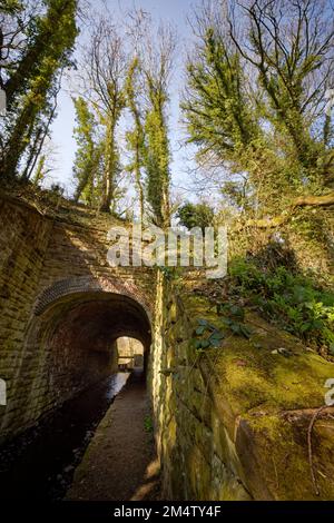 Le tunnel du parc Moss Valley, Brynteg, Wrexham, pays de Galles du Nord, Royaume-Uni Banque D'Images