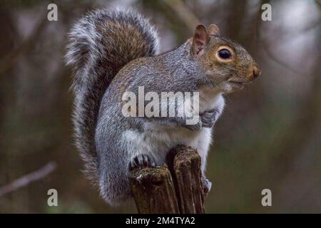 Écureuil gris sciurus carolinensis perchée sur une souche d'arbre, plumage gris et brun rougeâtre avec un dessous blanc une grande queue bushy couvre le dos Banque D'Images