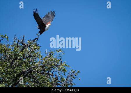 L'aigle à poisson africain s'enfume de la cime des arbres Banque D'Images
