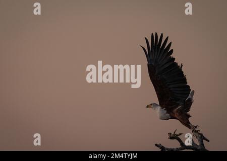 L'aigle à poisson africain prend son entête au crépuscule Banque D'Images