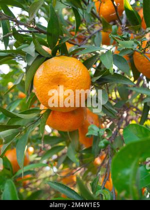 Groupe de mandarines orange mûre accrochée sur un arbre dans une plaque végétale Banque D'Images