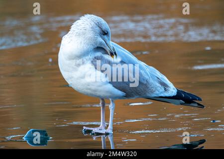 Comme il repose sur un lac gelé, un Goéland argenté adulte préens son plumage. Le maintien de leur plumage est vital pour le vol et la santé générale Banque D'Images