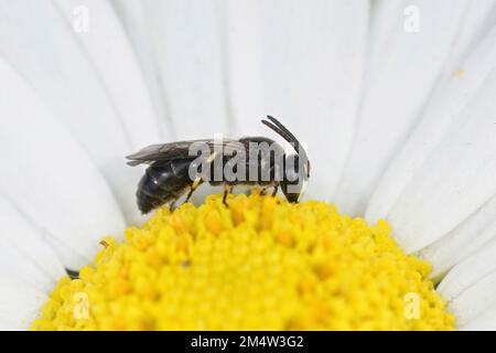 Gros plan naturel sur une petite abeille jaune à jawed blanche, Hylaeus condusus assis sur une Marguerite commune, Bellis perennis Banque D'Images