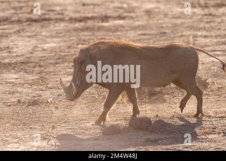 Gros plan d'un Warthog commun, Phacochoerus africanus, qui se délatte dans une plaine du parc national de Chobe, Botswana. Banque D'Images