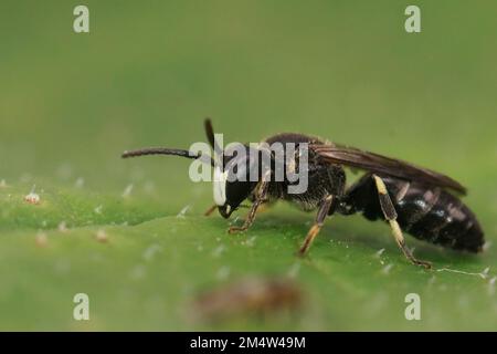 Gros plan naturel sur une petite abeille jaune à mâchoires blanches, Hylaeus condusus assis sur une feuille verte Banque D'Images