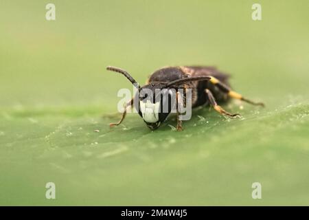 Gros plan naturel sur une petite abeille jaune à mâchoires blanches, Hylaeus condusus assis sur une feuille verte Banque D'Images