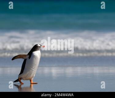 Un pingouin solitaire et doux qui marche sur une plage de sable. Malouines, Antarctique. Banque D'Images