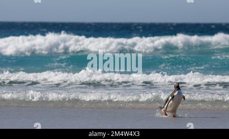 Un pingouin solitaire et doux qui marche sur une plage de sable. Malouines, Antarctique. Banque D'Images