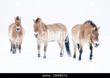Trois chevaux de Przewalski dans un paysage d'hiver blanc et enneigé. Art photographique d'hiver Chevaux sauvages isolés sur fond blanc. Banque D'Images