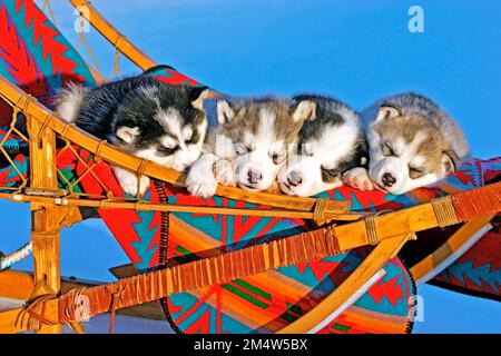 Quatre chiots Husky sibériens dormant en traîneau, à l'extérieur, en hiver. Banque D'Images