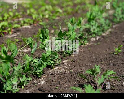 Gros plan d'un lit de légumes avec de jeunes plants de pois qui poussent dans un jardin. Le lit est entouré par d'autres jeunes plantes, y compris des betteraves, kale, et Banque D'Images