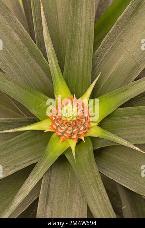 Résumé plante d'ananas. la forme du fruit et de la plante a un lien avec la séquence fibonacci en ayant 5 spirales horizontales et 8 ver Banque D'Images