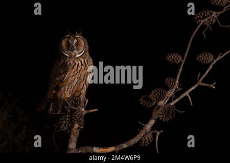 Hibou à longues oreilles (ASIO otus) perché sur un pin. Cette chouette habite les bois près de la campagne ouverte dans tout l'hémisphère nord. C'est strictement Banque D'Images