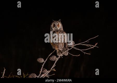 Hibou à longues oreilles (ASIO otus) perché sur un pin. Cette chouette habite les bois près de la campagne ouverte dans tout l'hémisphère nord. C'est strictement Banque D'Images