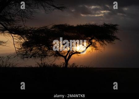 Coucher de soleil africain un parapluie thorn acacia silhoueted par le soleil couchant photographié à la zone de conservation du cratère de Ngorongoro en Tanzanie Banque D'Images