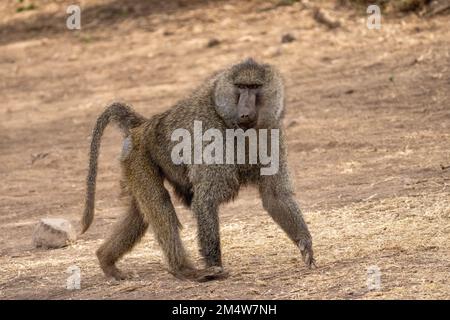 Babouin d'olive (Papio anubis). Photographié dans la zone de conservation de Ngorongoro, Tanzanie Banque D'Images