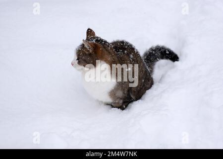 Le chat dans la neige. hiver temps nouvel an humeur Banque D'Images