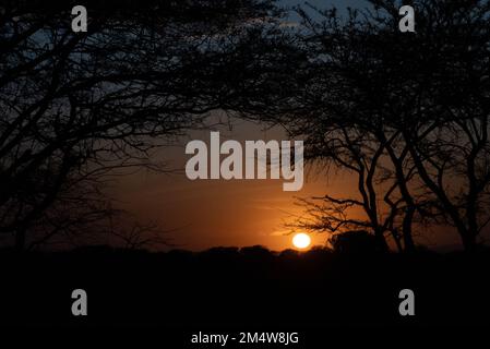 Coucher de soleil africain un parapluie thorn acacia silhoueted par le soleil couchant photographié au Parc national de Serengeti, Tanzanie Banque D'Images