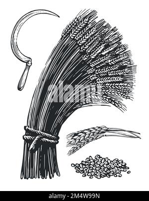 Blé et faucille. Céréales biologiques agricoles, farine de pain. Agriculture, dessin du concept de récolte illustration vectorielle vintage Illustration de Vecteur