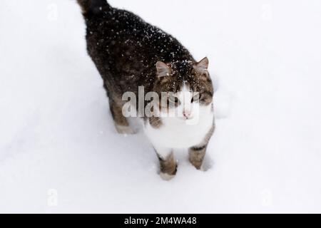 Le chat et la neige. Chat gris en hiver sur un terrain enneigé Banque D'Images