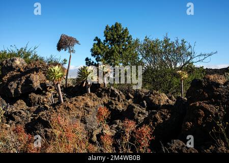 Aeonium plantes succulentes poussant sur des roches dans le paysage volcanique près de Chinyero, Tenerife, îles Canaries, Espagne Banque D'Images
