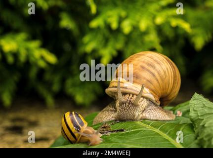 Un gros plan de deux escargots avec des coquilles marron et jaune sur un fond isolé Banque D'Images
