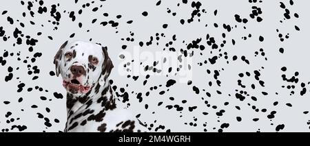 Portrait d'un beau chien de race, Dalmatien regardant l'appareil photo sur fond blanc avec des taches noires Banque D'Images