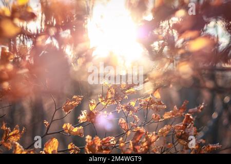 Gros plan arbre avec feuilles sèches en automne parc photo concept Banque D'Images