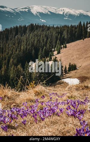 Crocuses et bois de sapin à la photo de paysage de montagne Banque D'Images