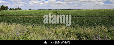 Vue d'été sur les champs de pommes de terre près de la ville de Wisbech; Cambridgeshire; Angleterre; Royaume-Uni Banque D'Images