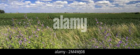 Vue d'été sur les champs de pommes de terre près de la ville de Wisbech; Cambridgeshire; Angleterre; Royaume-Uni Banque D'Images