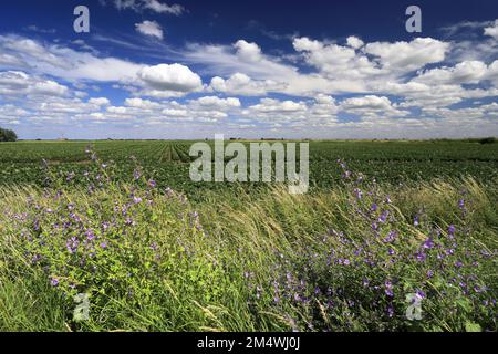 Vue d'été sur les champs de pommes de terre près de la ville de Wisbech; Cambridgeshire; Angleterre; Royaume-Uni Banque D'Images