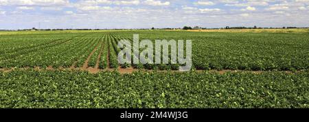 Vue d'été sur les champs de pommes de terre près de la ville de Wisbech; Cambridgeshire; Angleterre; Royaume-Uni Banque D'Images