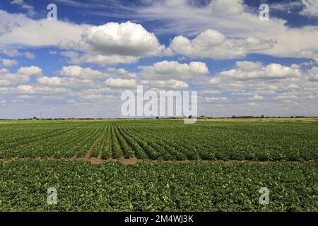 Vue d'été sur les champs de pommes de terre près de la ville de Wisbech; Cambridgeshire; Angleterre; Royaume-Uni Banque D'Images