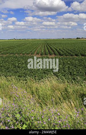 Vue d'été sur les champs de pommes de terre près de la ville de Wisbech; Cambridgeshire; Angleterre; Royaume-Uni Banque D'Images