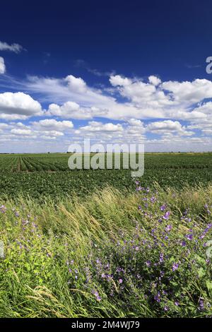 Vue d'été sur les champs de pommes de terre près de la ville de Wisbech; Cambridgeshire; Angleterre; Royaume-Uni Banque D'Images