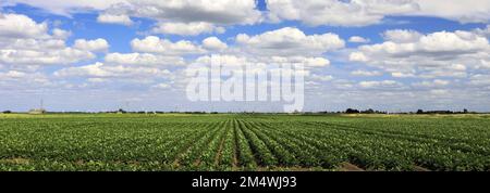 Vue d'été sur les champs de pommes de terre près de la ville de Wisbech; Cambridgeshire; Angleterre; Royaume-Uni Banque D'Images