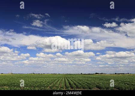 Vue d'été sur les champs de pommes de terre près de la ville de Wisbech; Cambridgeshire; Angleterre; Royaume-Uni Banque D'Images