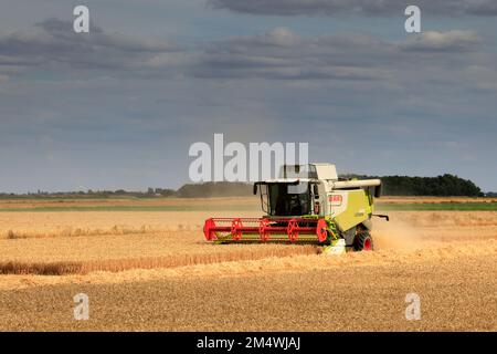 Une moissonneuse-batteuse Claas près de la ville de Wisbech ; Cambridgeshire ; Angleterre ; Royaume-Uni Banque D'Images