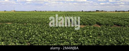 Vue d'été sur les champs de pommes de terre près de la ville de Wisbech; Cambridgeshire; Angleterre; Royaume-Uni Banque D'Images