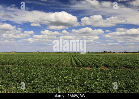 Vue d'été sur les champs de pommes de terre près de la ville de Wisbech; Cambridgeshire; Angleterre; Royaume-Uni Banque D'Images