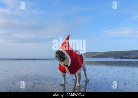 Polzeath, Cornwall, Royaume-Uni.23rd décembre 2022. Météo Royaume-Uni. C'était terne mais bien sur la plage de Polzeath cet après-midi avec Dennis le Pug portant sa tenue de Noël. Crédit Simon Maycock / Alamy Live News. Banque D'Images