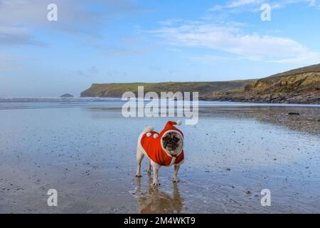 Polzeath, Cornwall, Royaume-Uni.23rd décembre 2022. Météo Royaume-Uni. C'était terne mais bien sur la plage de Polzeath cet après-midi avec Dennis le Pug portant sa tenue de Noël. Crédit Simon Maycock / Alamy Live News. Banque D'Images