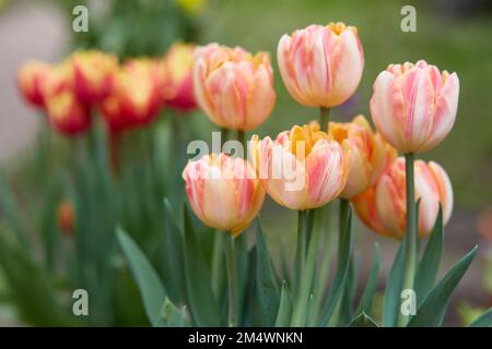 Un groupe de tulipes de variété rayées dans le jardin. Foxy Foxtrot. Banque D'Images