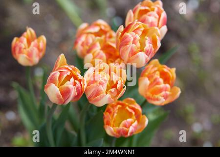 Un groupe de tulipes de variété rayées dans le jardin. Foxy Foxtrot vue de dessus Banque D'Images