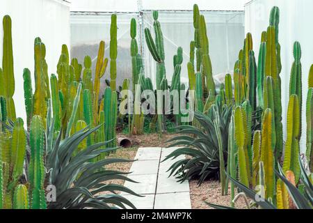 Beaucoup de plantes de cactus à la ferme de cactus.culture de belles espèces de cactus comme hobby et la vente. Ferme industrielle de cactus en serre avec diffèrent Banque D'Images