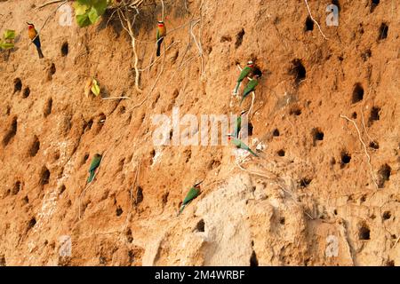 Les mangeurs d'abeilles à façade blanche nichent dans de grandes colonies, creusant des tunnels d'une longueur maximale de 2 mètres sur l'alluvion mou des berges autour de l'Afrique. Banque D'Images