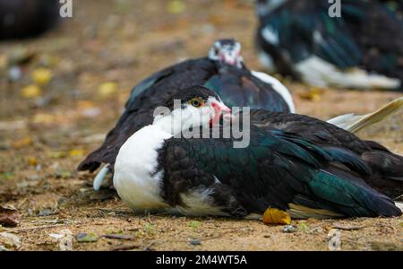 Trois canards de muscovy domestiques sont assis.face rouge canards de Muscovy.blanc, noir et rouge canard de Muscovy dans le nandavan zoo de raipur, chhattisgarh Banque D'Images